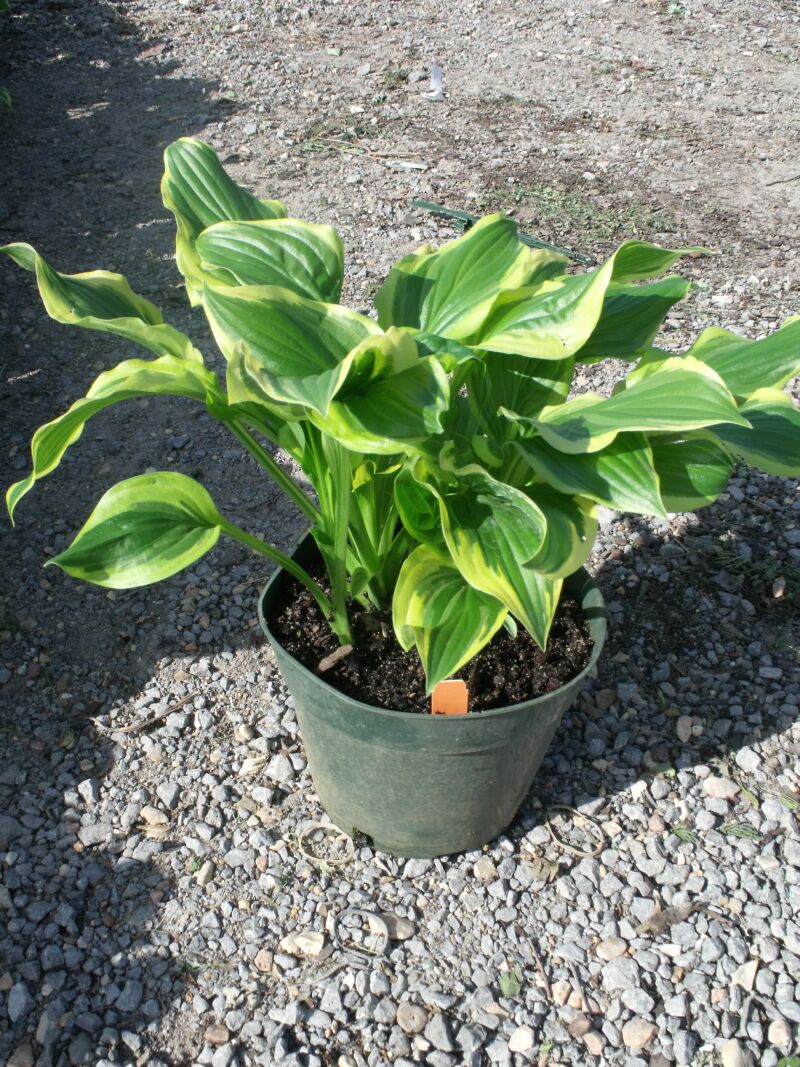 Greenleaf Nursery OK Customer Service Dock Shots