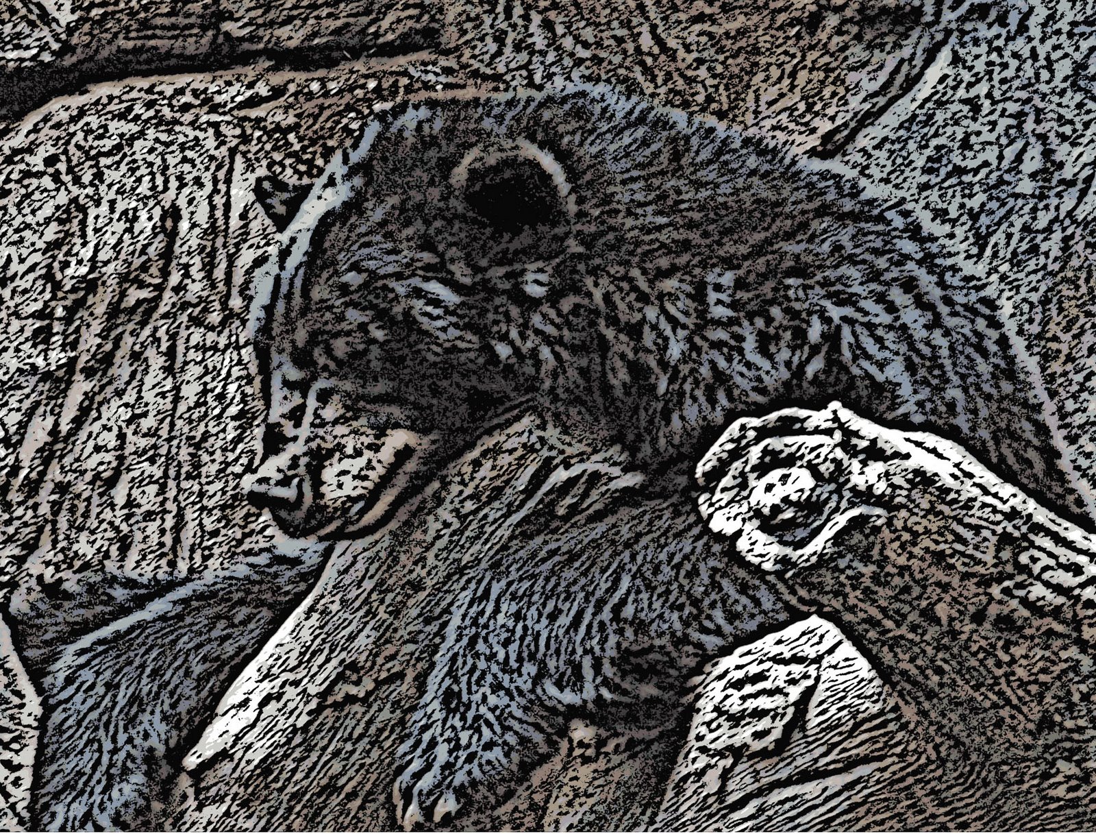 [black+bear+sleepy_edited-1.jpg]