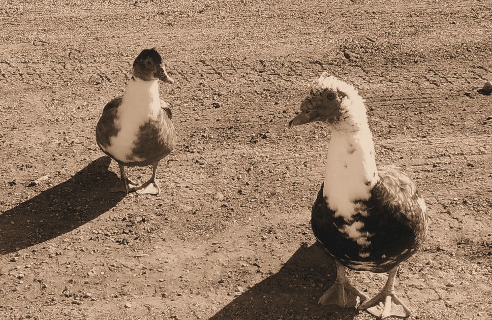 terrell-texas-daily-photo-mighty-mean-ducks