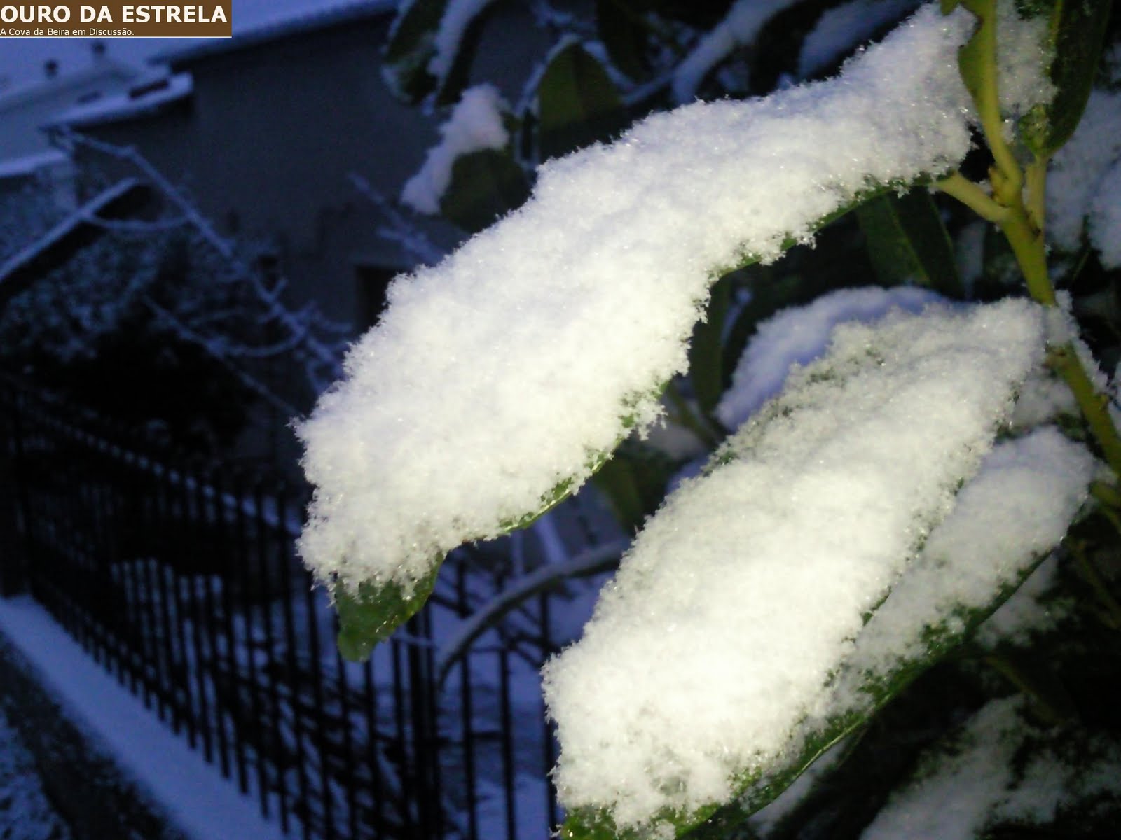 [neve+boidobra+10012010.JPG]