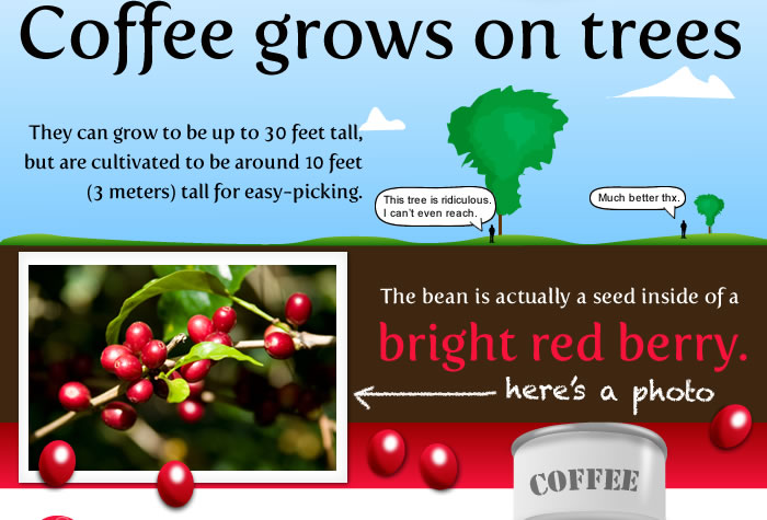 Do You Know Where Coffee Beans Come From Twiggs Roasters Coffee Berries Are Picked Dried And Stripped Down Until All That Is Left A Green Bean Once Shipped The Beans Roasted To About 260c