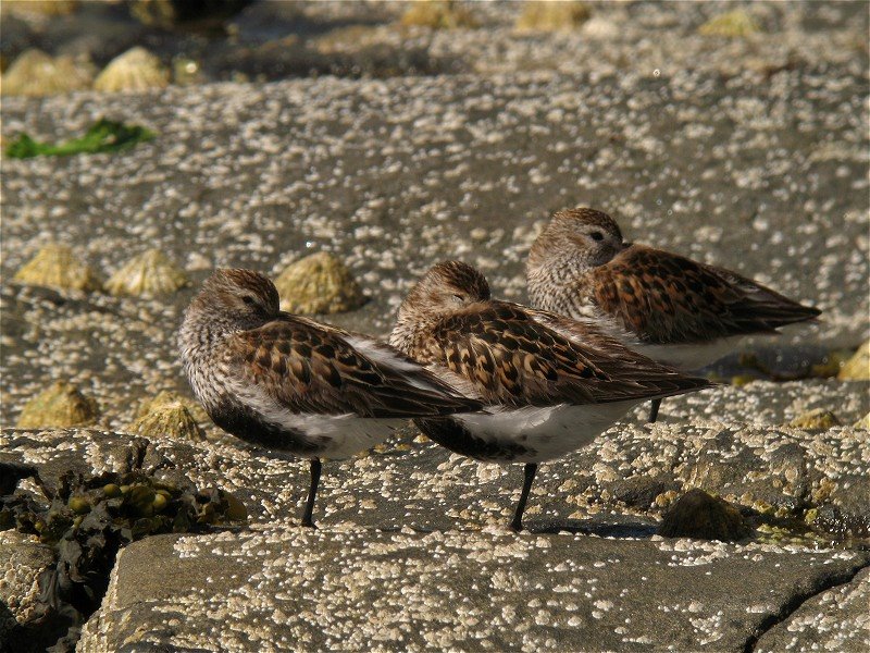 [dunlin_27may09_800l_20a.jpg]