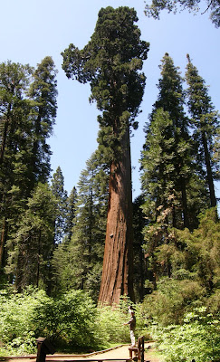 Amongst The Oaks: Sequoiadendron giganteum