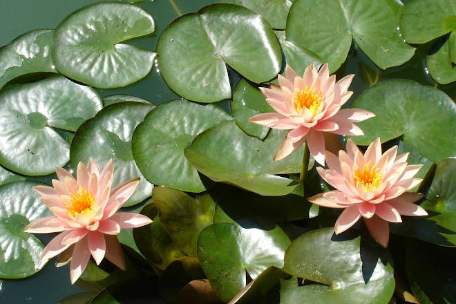 Water lillies