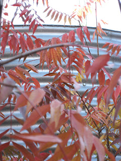 pistachio tree - autumn