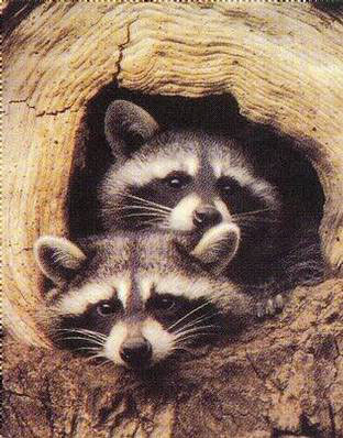 [2202~Twin-Raccoons-Posters.jpg]