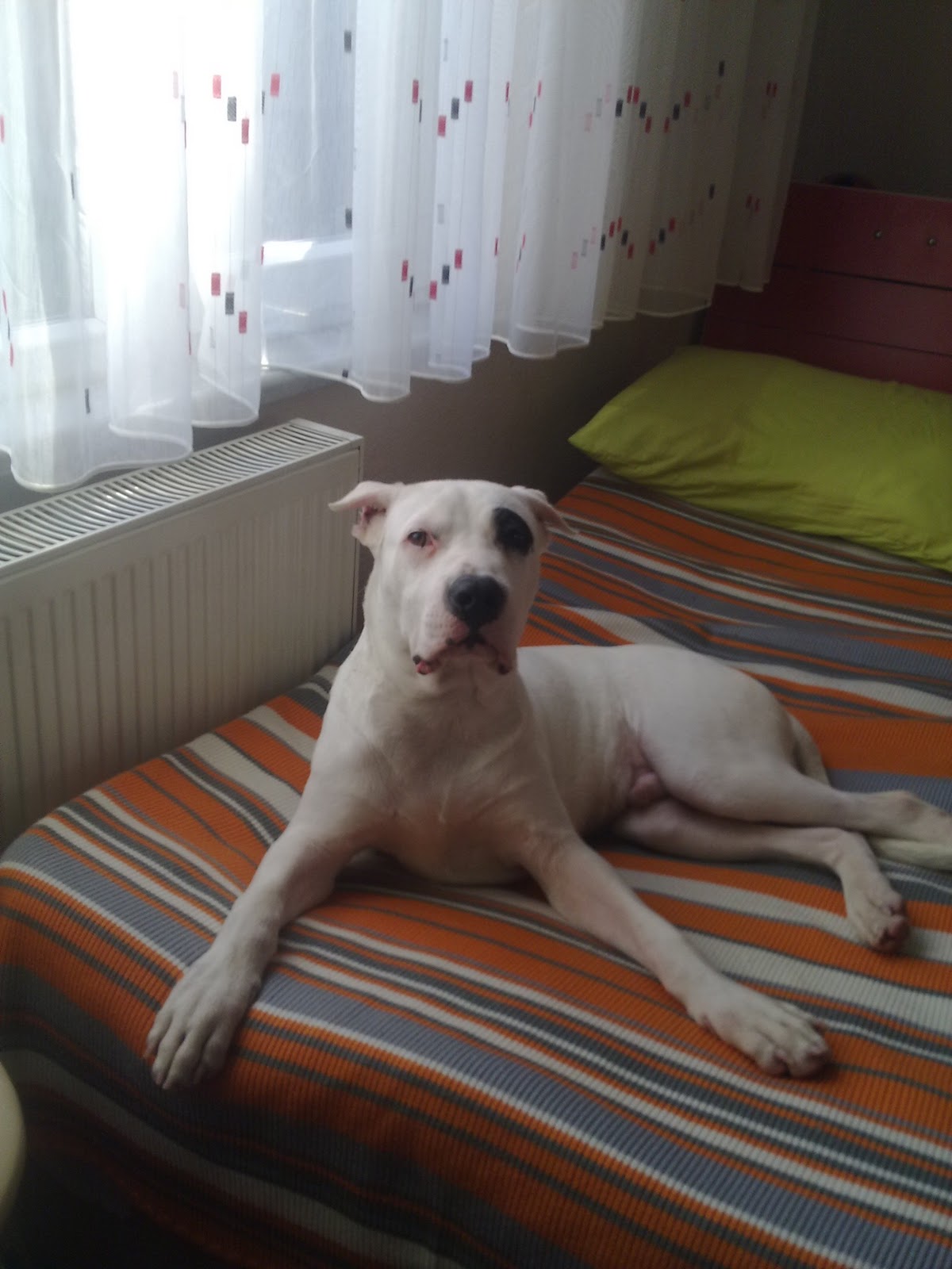 YOL ARKADAŞIM DOGO ARJANTİN (DOGO ARGENTİNO)