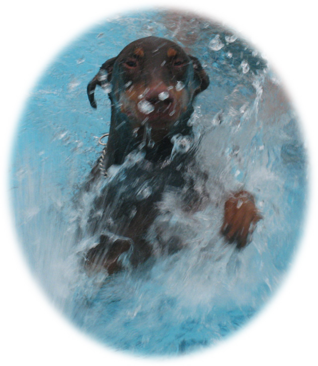 [DogPaddleDobie.jpg]