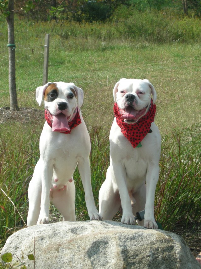 [BarkinParkTontoDogs.jpg]