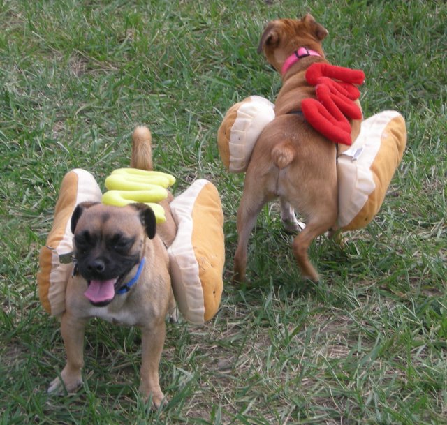 [BarkInParkHotDogs.jpg]