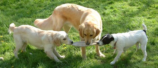 [RadarWolfieTripTugoWar.jpg]