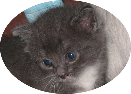 [Blue-Eyed-Brother.jpg]