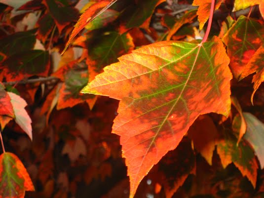 [FallLeaf.jpg]