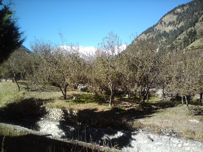 Apple orchards at Harsil - Enroute to Gangotri