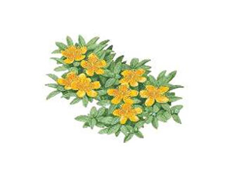 [sarı-kantorom.jpg]