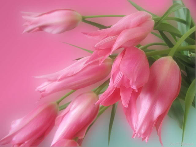 [PinkFlowers.jpg]