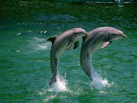 dolphin wallpaper background