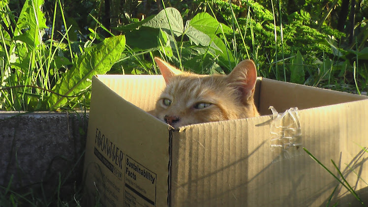 Merlin ~ The Garden Watcher