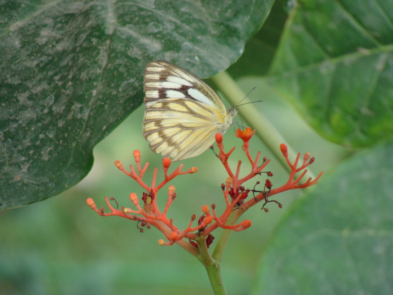 India Garden Butterfly garden