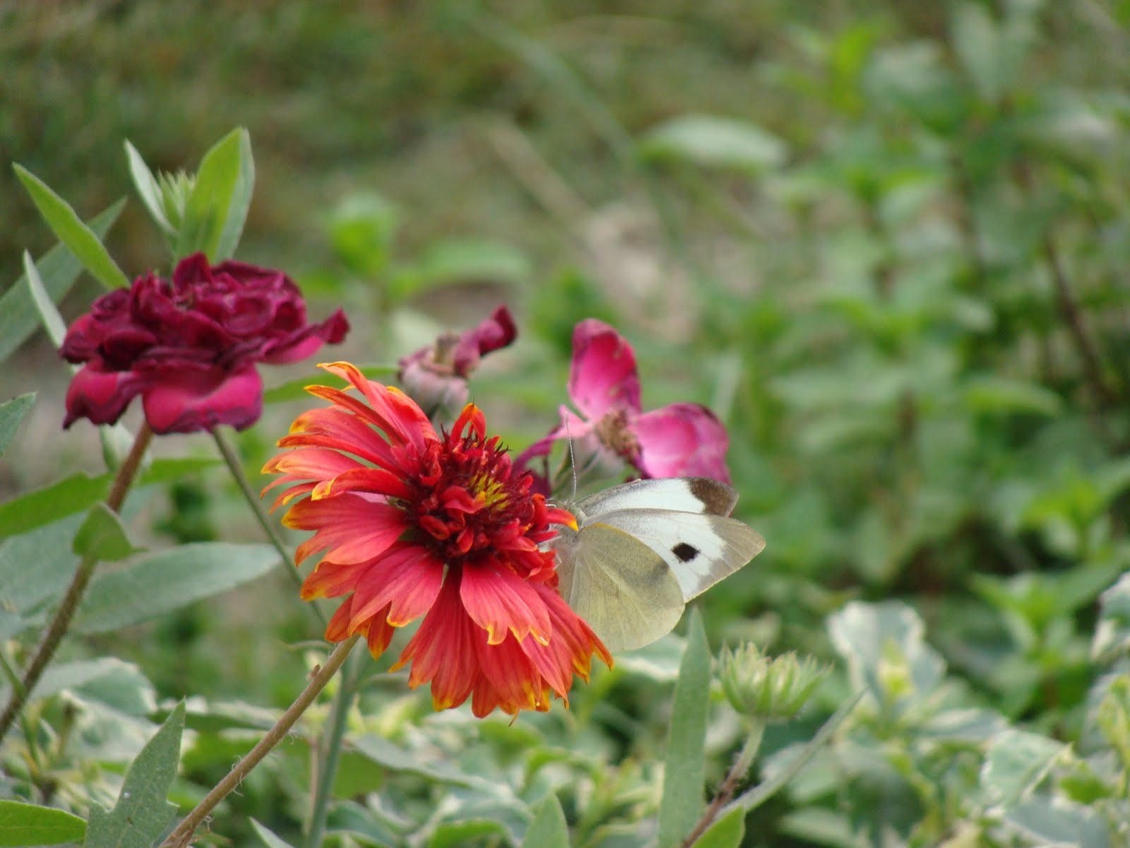 India Garden Butterfly garden