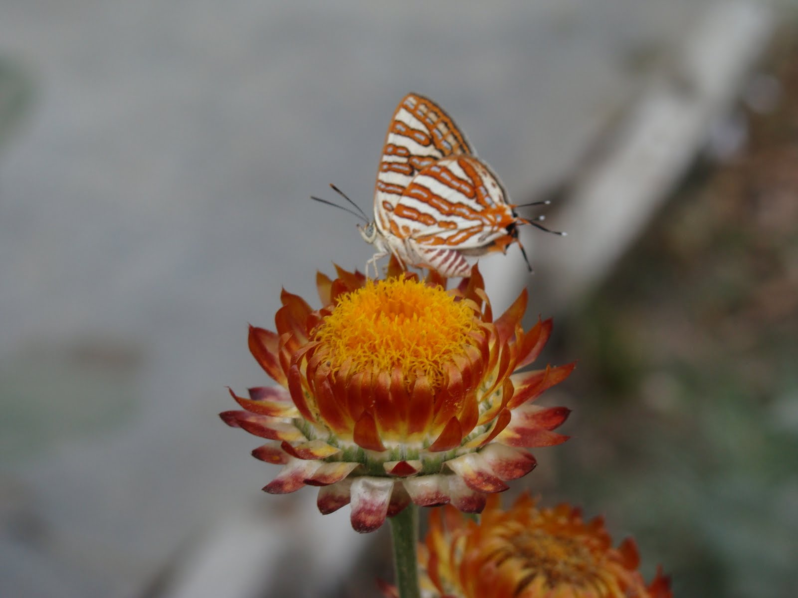 India Garden Butterfly garden