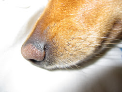 Hazel's Nose
