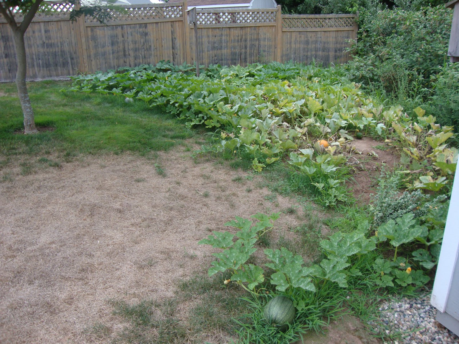 Chris Bantz Pumpkin Garden The vines are withering and dying....Oh NO!!!!!