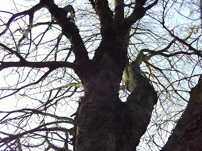 Upward Tree View Photo