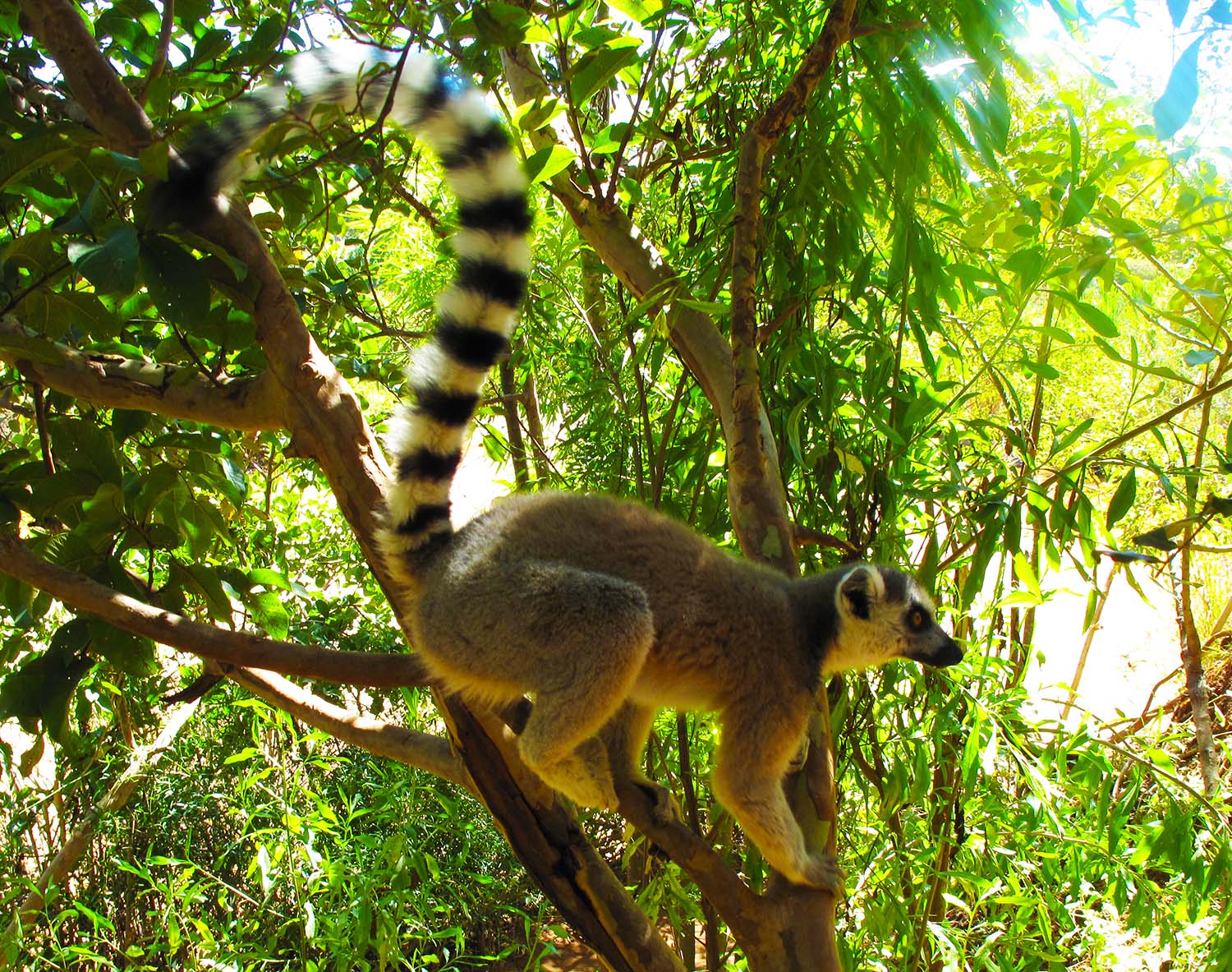 K2 The Things That Live in Madagascar