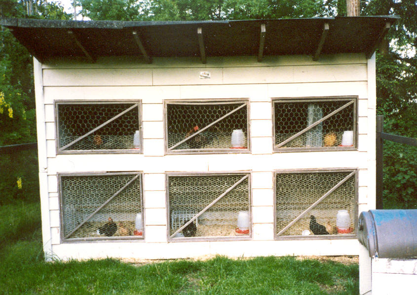 For The Love Of Chickens - Blog: My Chicken Coops -- Easy to Build