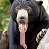 Αρκούδα με γλώσσα 35 εκατοστά!