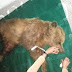 Τροχαίο ατύχημα με αρκούδα στην Καστοριά