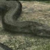 Τιτανοβόας:Το μεγαλύτερο φίδι του κόσμου!