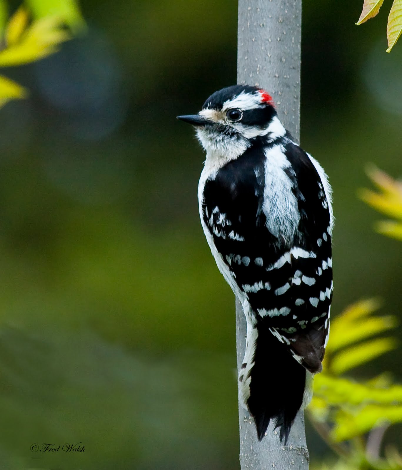 fred walsh photos: Downy Woodpecker, male & female