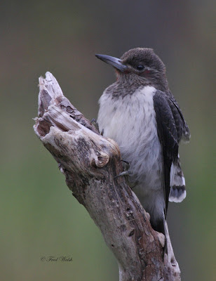 fred walsh photos: Red Headed Woodpecker, juvenile