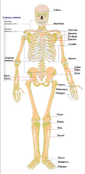 Cibi2grupo5 Laboratorio 3 Los Huesos Del Cuerpo Humano