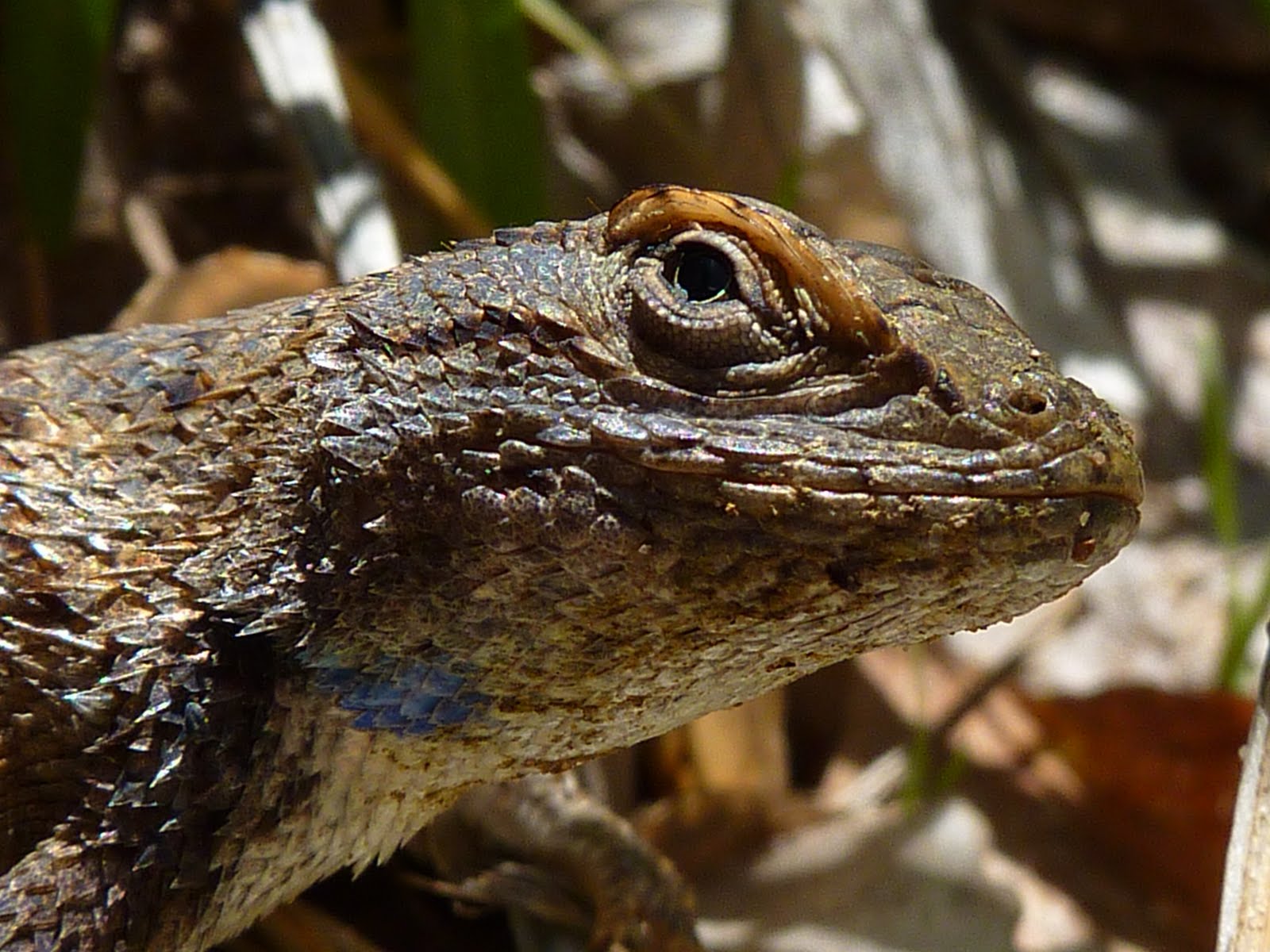 keep-creative-southern-utah-wildlife