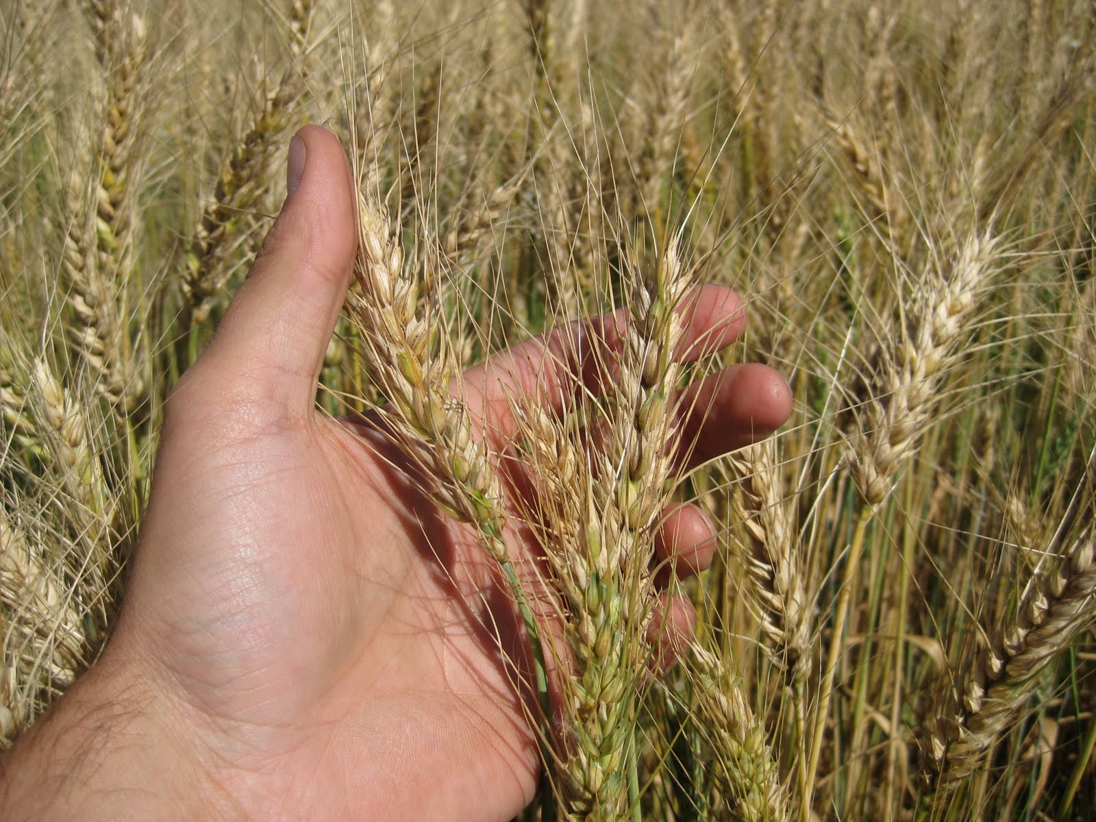 A Conventional Farm Transitions to Organic.: Hard red wheat progress