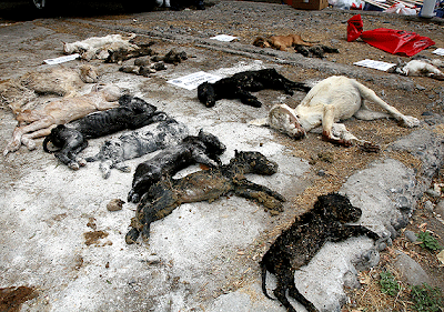 perros+muertos.gif