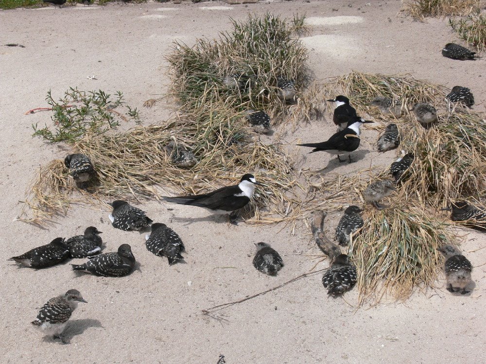 [Sooty+terns+and+chicks.jpg]