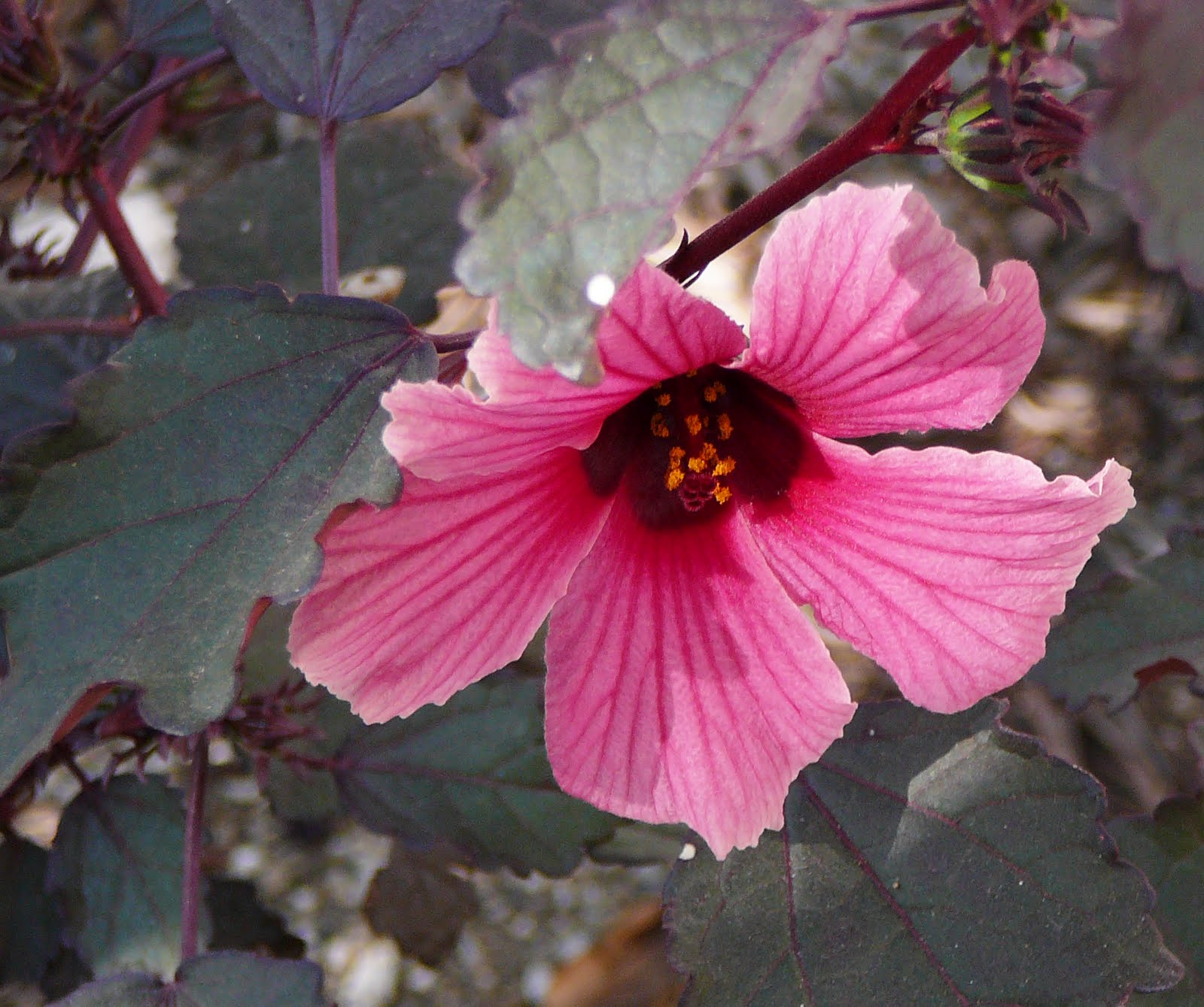 Arte Orgánico... Jamaican rose...