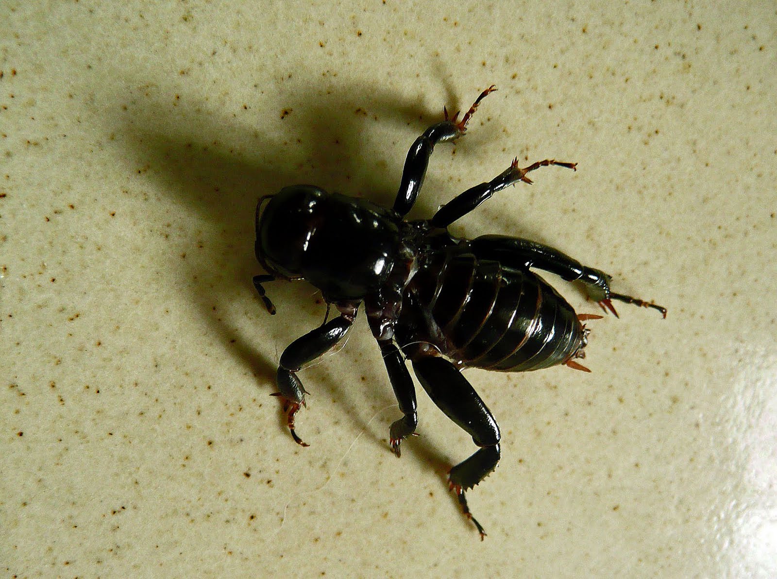 Arte Orgánico...: Huge Ant...