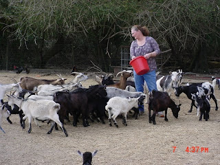 Sheryl feeding her goats
