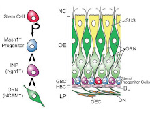 Olfactory Mucosa Stem Cells