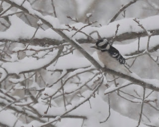 Colvin Run Habitat: Blizzards of 2010: Downy Woodpeckers