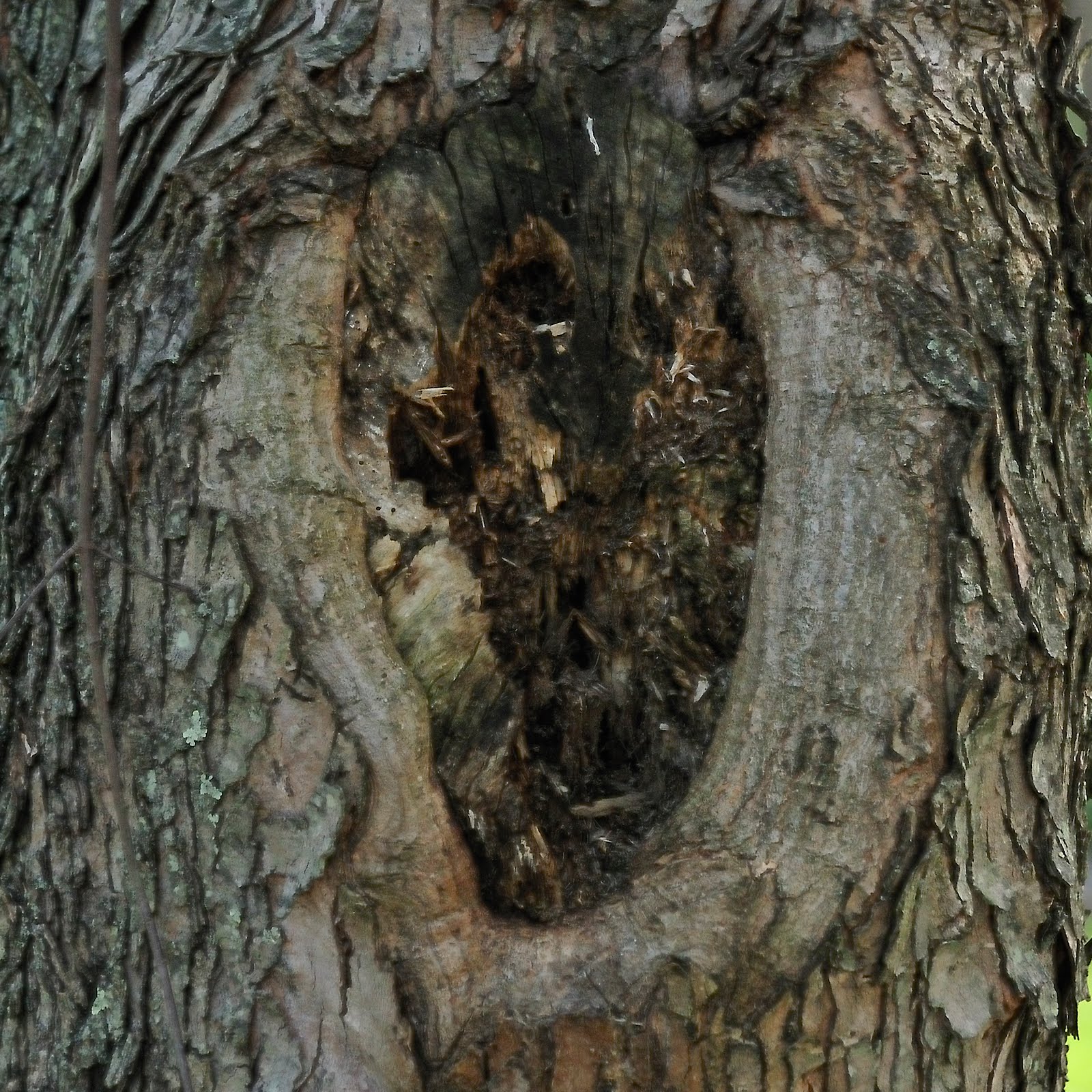 Colvin Run Habitat: Pileated Woodpecker Digging for Ants