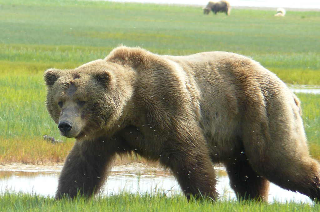 Praten met vrije dieren De bruine beer in Alaska