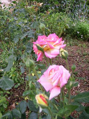 Diario Obscuro: julio 2008