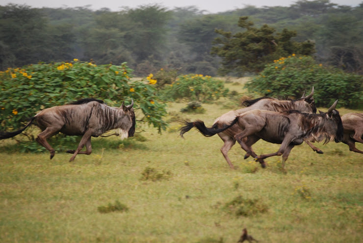 Wildebeast on the Move