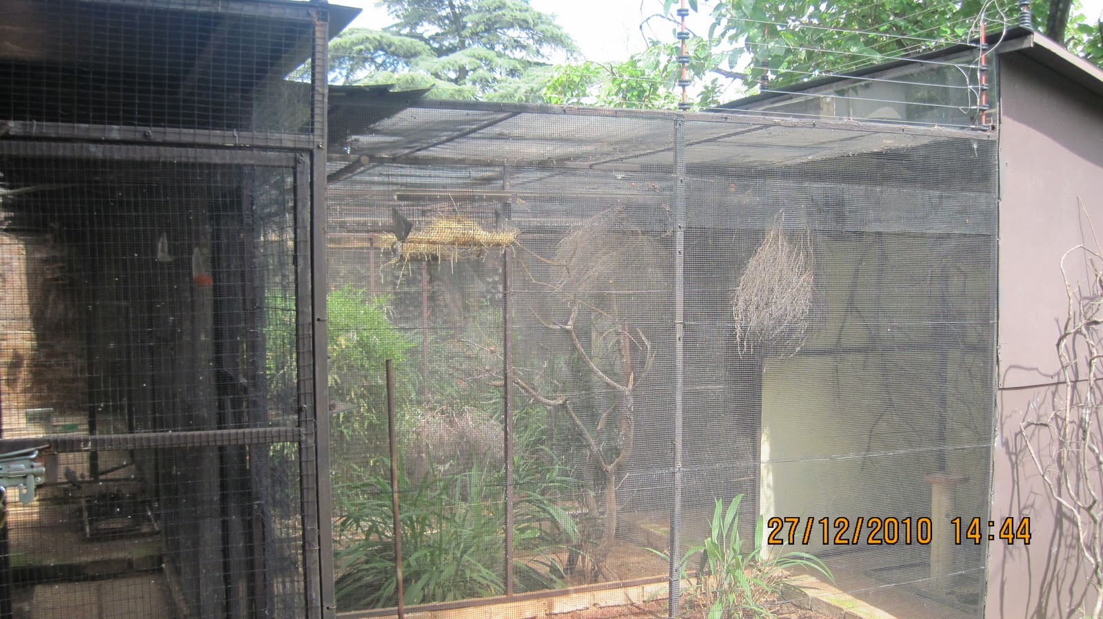 Doves For Sale >> RAS Avichat: Getting Started by building your first aviary Doves For Sale >> RAS Avichat: Getting Started by building your first aviary